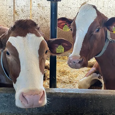 Pechhof * インスブルック