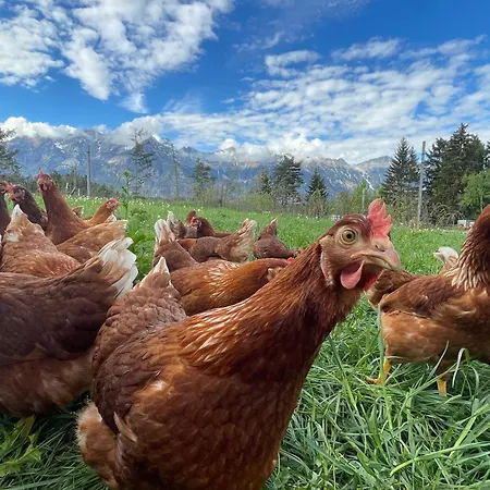 佩切霍夫酒店 *