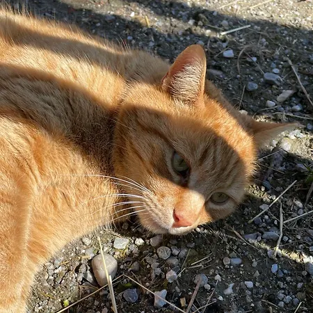 Pechhof * インスブルック