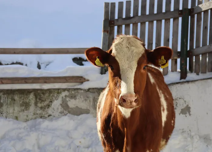 בית חווה Pechhof אינסברוק