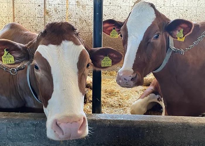 Pechhof * إنسبروك