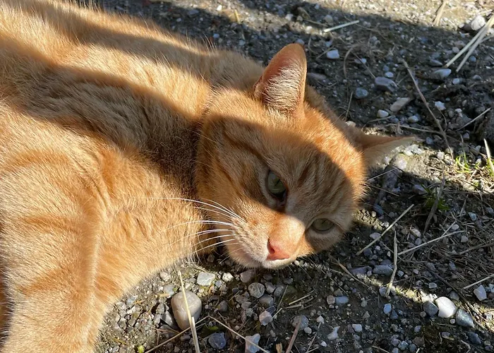 Pechhof * אינסברוק