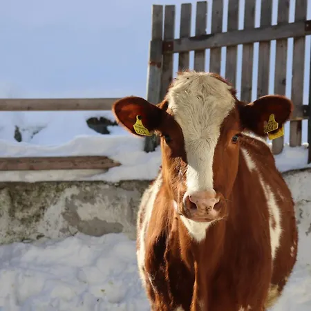 Farm stay Pechhof Innsbruck